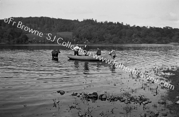 BRINGING CATTLE TO CHURCH ISLAND